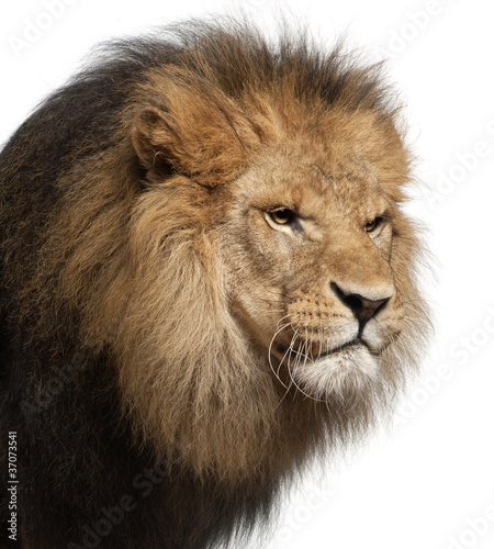 Close-up of lion  Panthera leo  8 years old