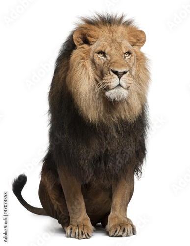 Lion, Panthera leo, 8 years old, sitting