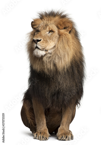 Fototapeta Naklejka Na Ścianę i Meble -  Lion, Panthera leo, 8 years old, sitting