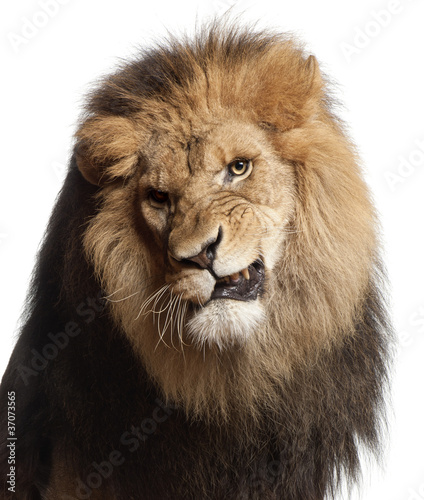 Fototapeta Naklejka Na Ścianę i Meble -  Close-up of lion snarling, Panthera leo, 8 years old