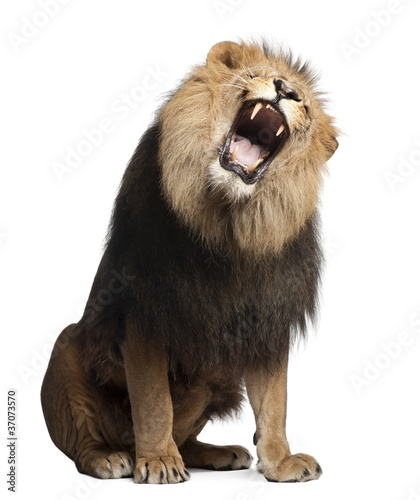 Lion, Panthera leo, 8 years old, roaring