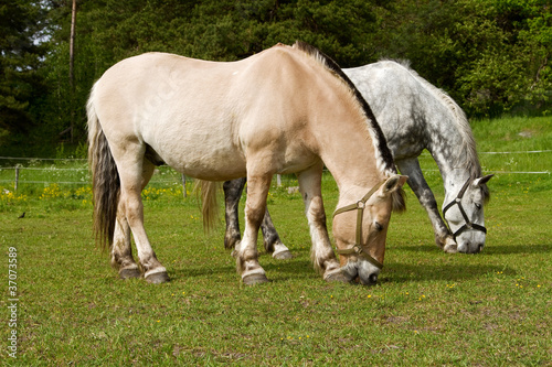Grazing horses on summer pasture.