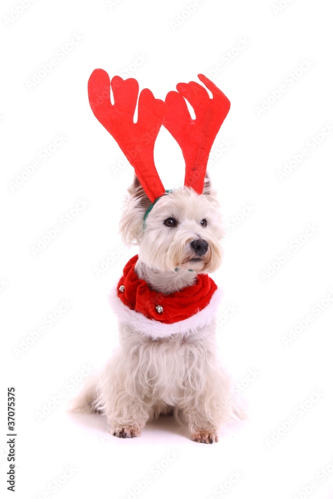 Hund Westie Weihnachtskostüm als Elch Stock Photo | Adobe Stock