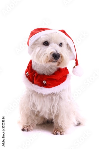 sitzender Hund Westie im Nikolaus Kostüm Stock-Foto | Adobe Stock