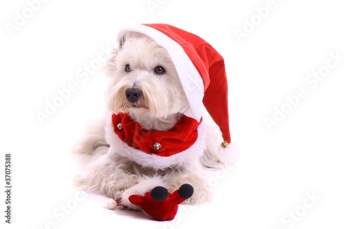 liegender Hund Westie mit Nikolaus Mütze Stock-Foto | Adobe Stock