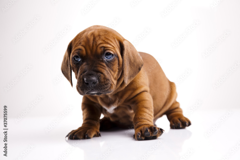 Puppy Puppy