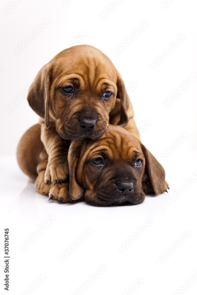 Puppies Puppies