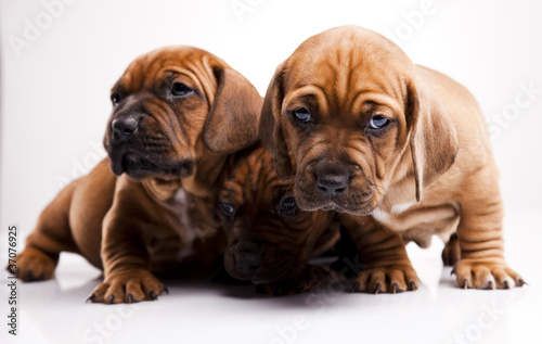 Puppies amstaff,dachshund © Sebastian Duda
