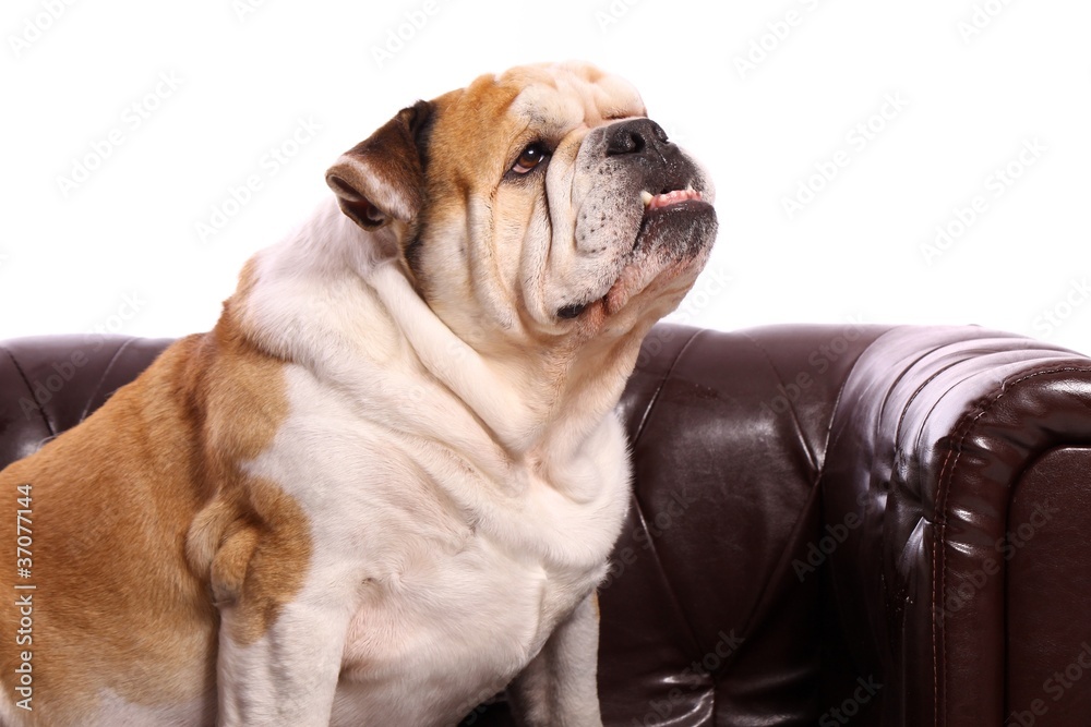 Hund Englische Bulldogge Portrait