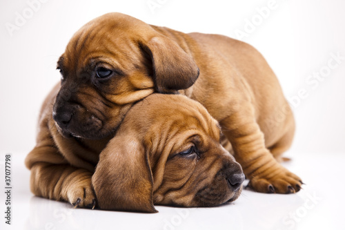 Puppies amstaff,dachshund © Sebastian Duda