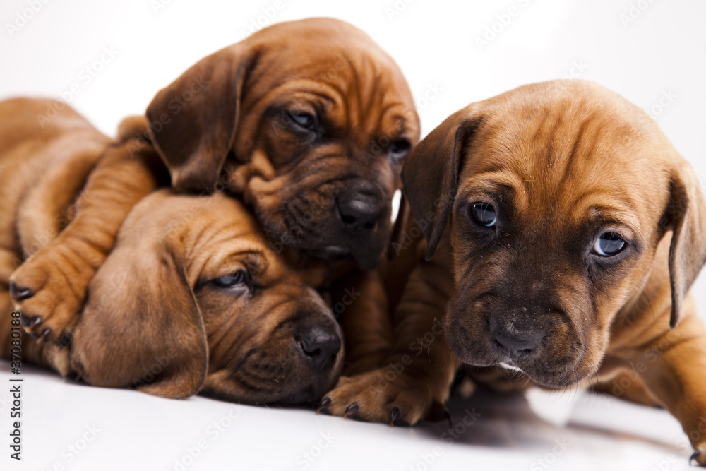 Dogs Dogs