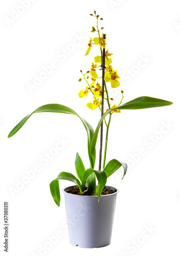 Fototapeta Naklejka Na Ścianę i Meble -  Yellow Oncidium orchid in flowerpot isolated on white