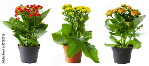Three flowers of kalanchoe in pots isolated on white photo