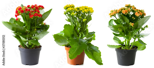 Fototapeta Naklejka Na Ścianę i Meble -  Three flowers of kalanchoe in pots isolated on white