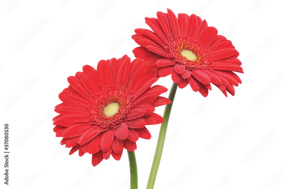 red gerber daisy isolated on white