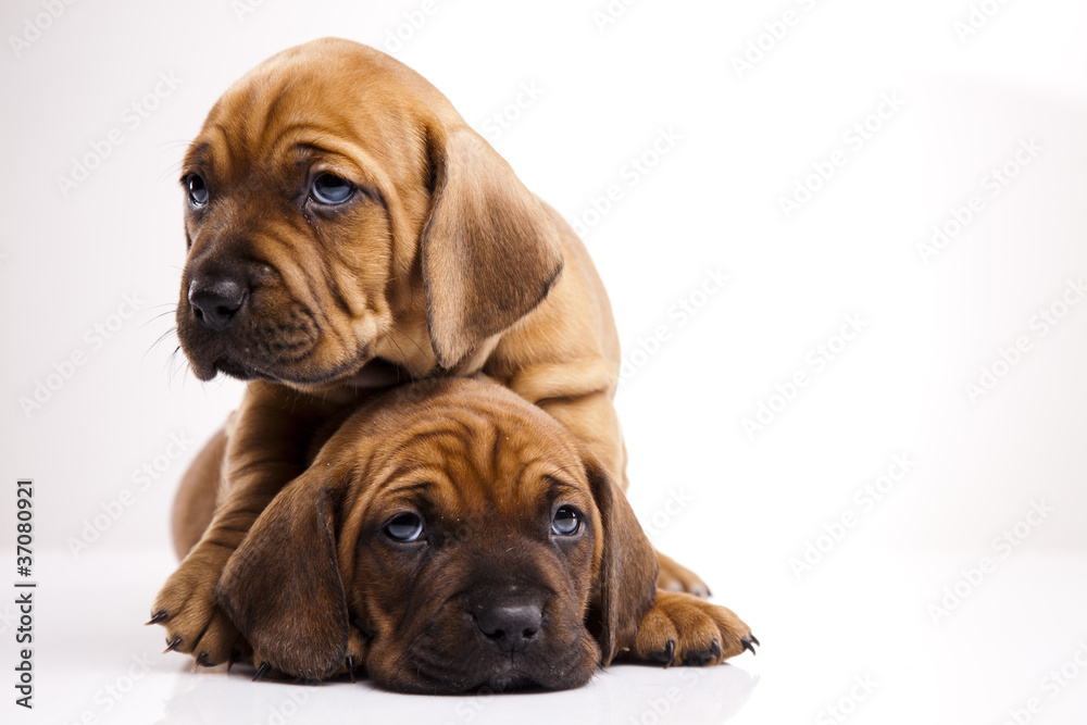 Obraz premium Puppies amstaff,dachshund