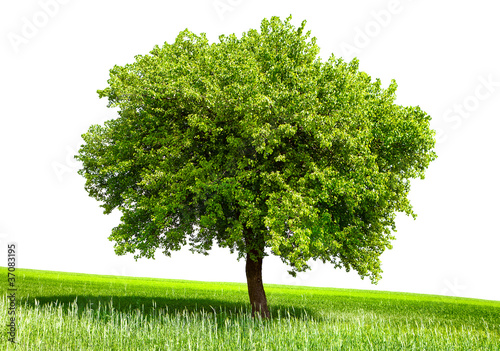 Isolated green tree
