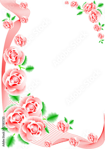 red rose on white background © danilag