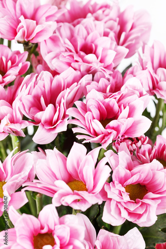 Chrysanthemum Flowers