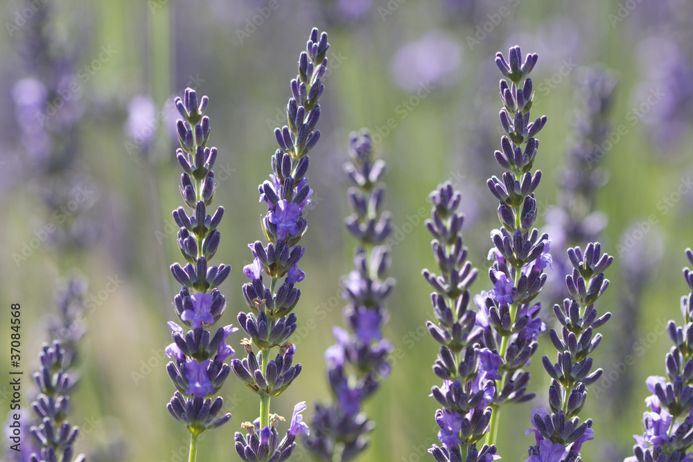 Obraz premium violet lavenders in a field