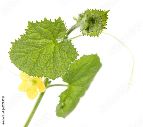 Green sprout melon (Cucumis melo)