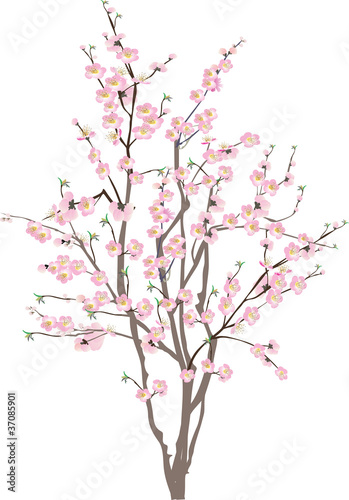 isolated cherry tree with pink flowers