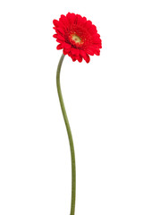 Handdoek met foto Gerbera Rode gerbera op gebogen steel  © dimedrol68