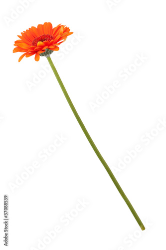 Orange gerberas on a long thin stem
