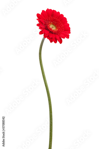 Canvas-taulu Red gerbera on a bent stem