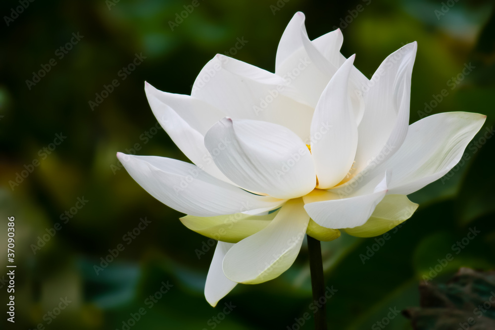 White lotus flower White lotus flower