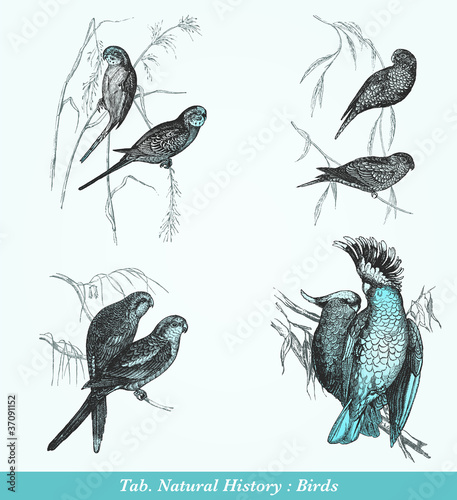 Perruches & Cacatoès