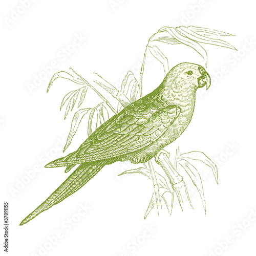 Perroquet Vert