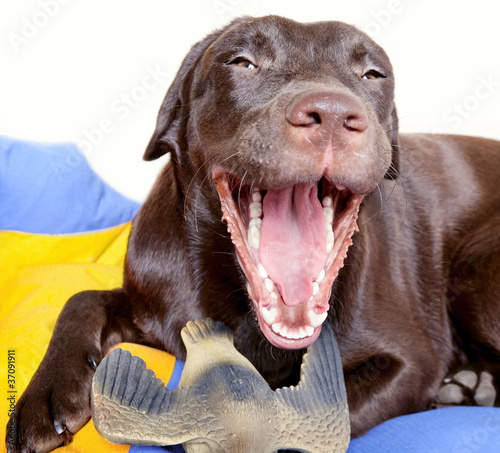 Chocolate Labrador Retriever dog © maxoidos