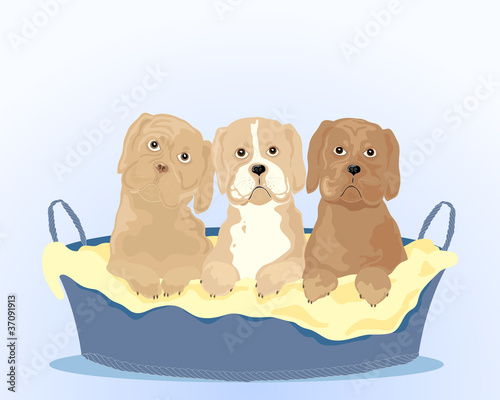 puppies