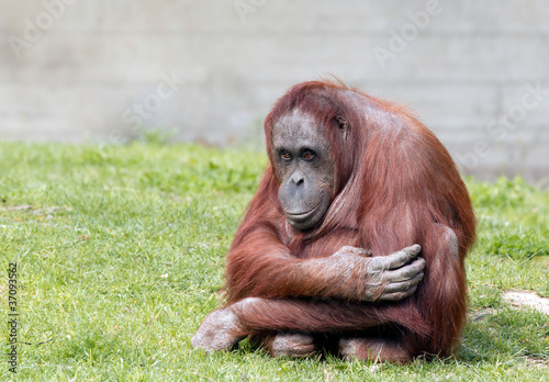 Bornean orangutan