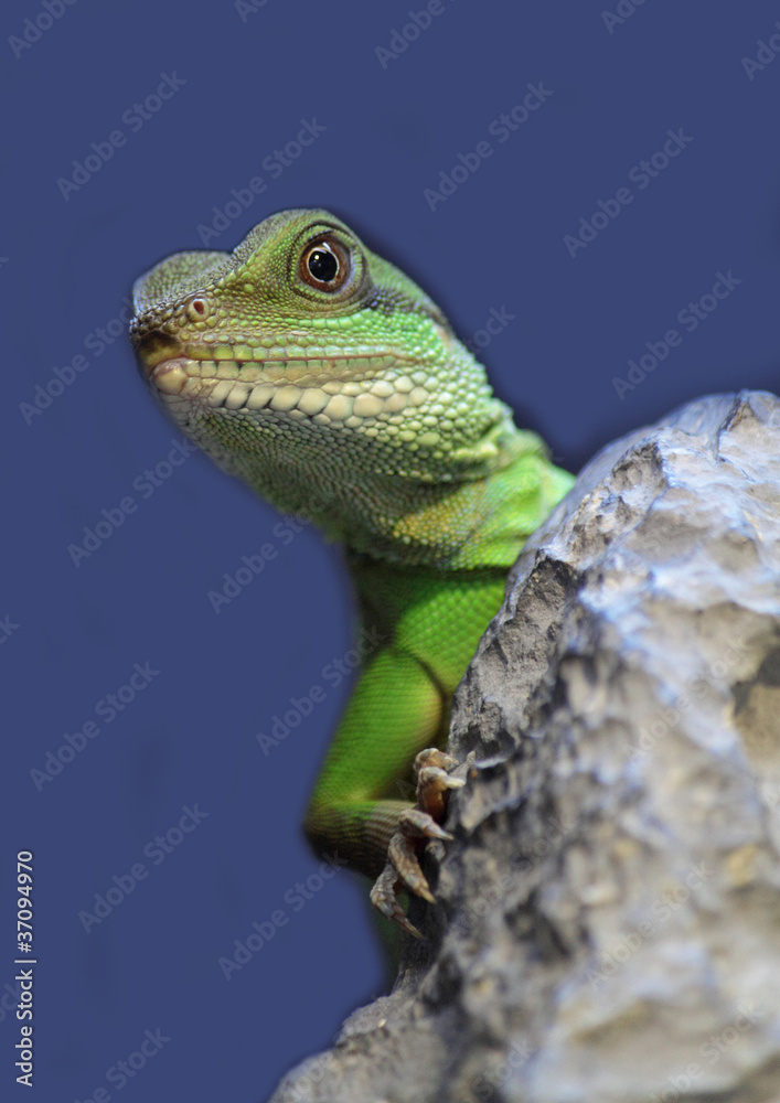 Fototapeta premium iguana