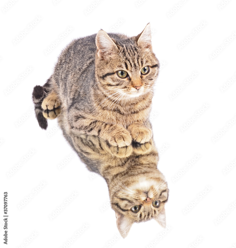 Kitten with reflection, isolated white background Kitten with reflection, isolated white background