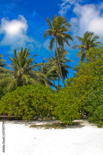 White sand palm beach. Maldives