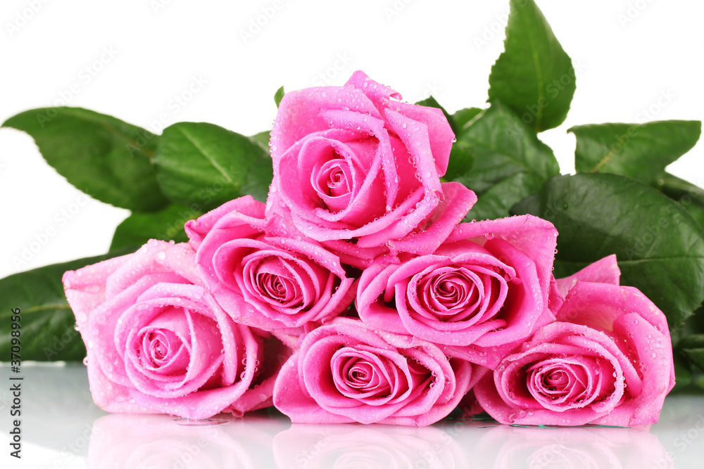 Many pink roses isolated on white Many pink roses isolated on white