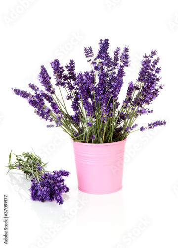Bouquet lavender in pot