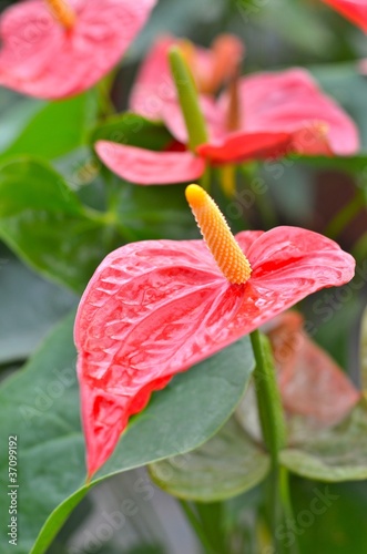 anthurium photo