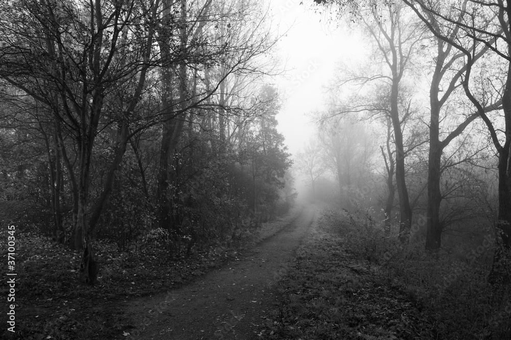 forrestlane in the fog forrestlane in the fog