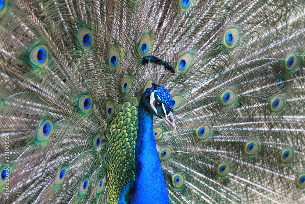 Obraz premium leuchtender Pfau