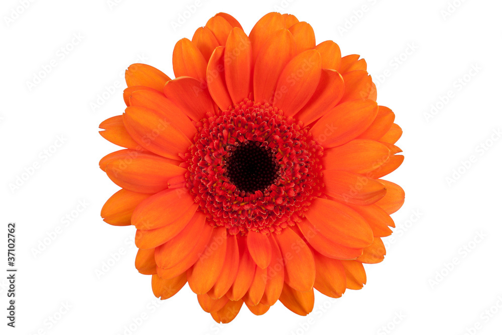 Large flower with petals of orange gerbera Large flower with petals of orange gerbera