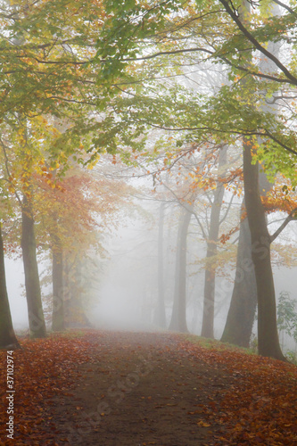 Path with beechtrees in dense fog photo