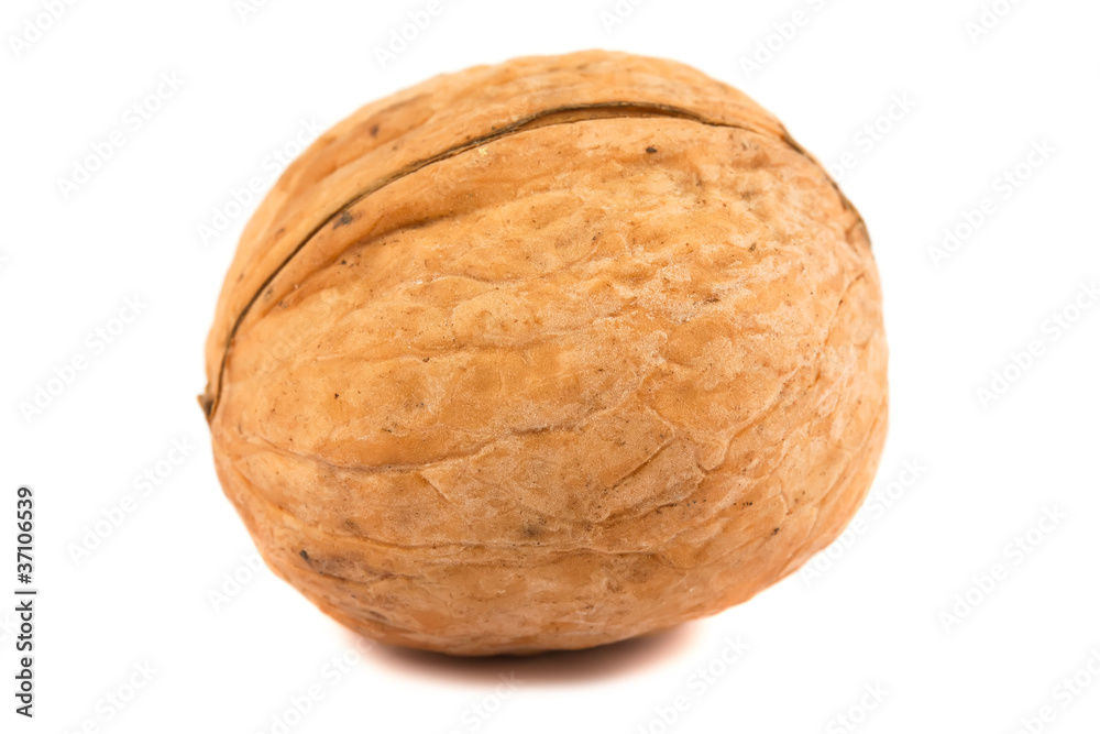 single walnut on a white background single walnut on a white background