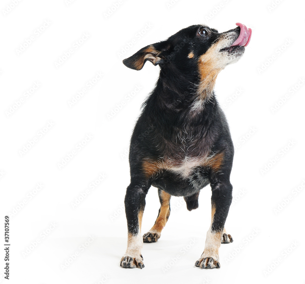Adult small dog with tongue on white background