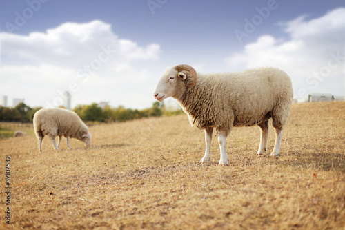 wether and sheep