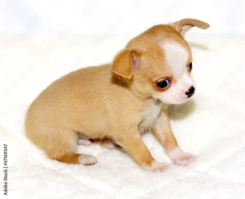 Chihuahua puppy Chihuahua puppy