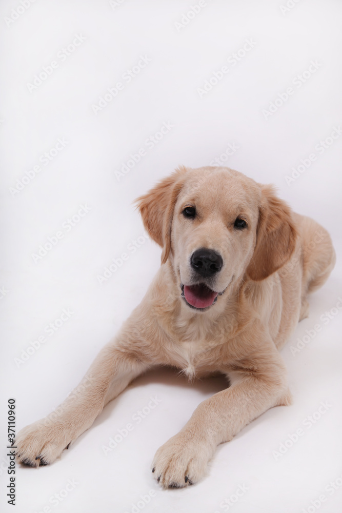 Puppy of golden retriever